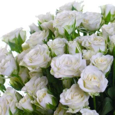 Букет из 11 белых кустовых роз Сноуфлейк (02130) купить с доставкой в  Архангельске