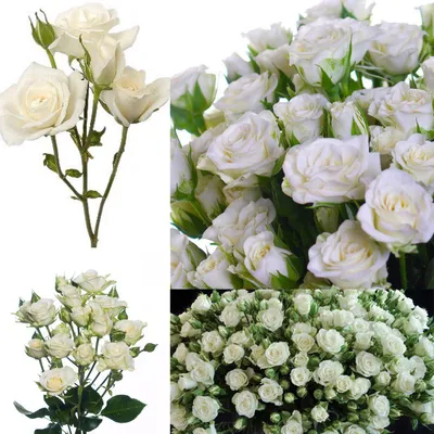 Роза \"Snowflake\" купить в питомнике растений с доставкой по Волгограду и  Волгоградской области, саженцы, выращивание, посадка и уход