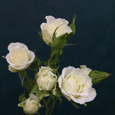 Роза кустовая Сноуфлейк 70 см – Цветочная Лав-Лавка