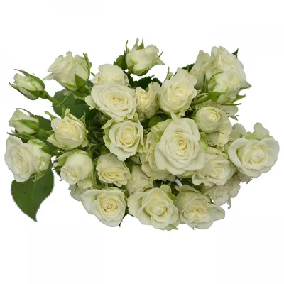 Букет 101 кустовая роза Сноуфлейк в корзине купить за 25 600 руб. с  круглосуточной доставкой по Москве | Мосцветторгком