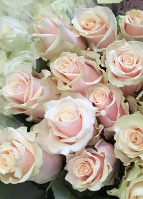 Букет из 25 белых кустовых роз Сноуфлейк (02123) купить с доставкой в  Архангельске