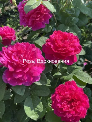 Саженцы розы Софи Роуз (Sophy's Rose) в Москве цены от 370 руб. , купить  саженцы Софи Роуз (Sophy's Rose) и другие английские розы почтой России! -  КустыРоз.РФ