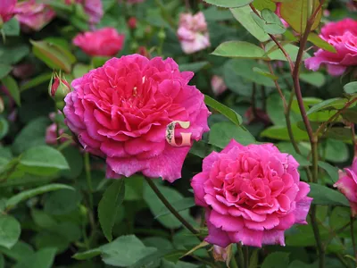Роза английская кустовая Софи Роуз (Sophy's Rose) купить выгодно ✵  Сады-Эдема.рф – интернет магазин растений для сада