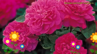 Роза \"Sophy's Rose\" купить в питомнике растений с доставкой по Волгограду и  Волгоградской области, саженцы, выращивание, посадка и уход