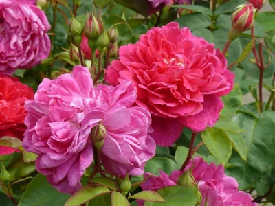 Роза английская кустовая Софи роуз. Краткий обзор, описание характеристик  Sophy's Rose - YouTube