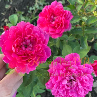 Отзывы об английской розе «Софис Роуз» (Sophy's Rose) | Точка  соприкосновения | Дзен