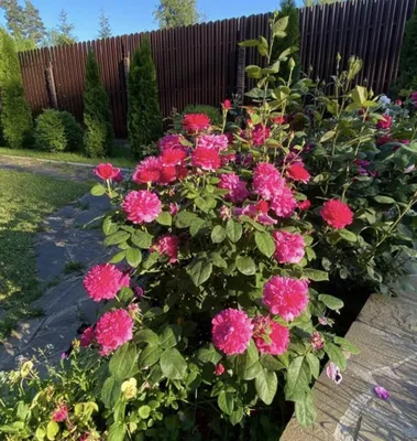 Английская роза \"Софи Роуз\" (Sophy Rose) (id 106489410), купить в  Казахстане, цена на Satu.kz