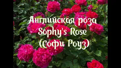 Розы на штамбе | Ananyev