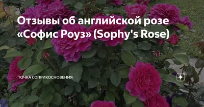 Отзывы об английской розе «Софис Роуз» (Sophy's Rose) | Точка  соприкосновения | Дзен