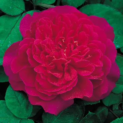 Купить саженцы Софи Роуз (Sophy's Rose) розы с доставкой по России -  Магазин саженцев Gardenson