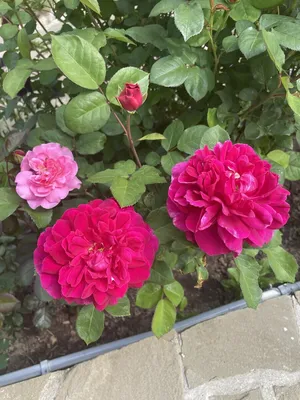 Купить саженцы розы английской Софи Роуз с доставкой в Москве и Подмосковье