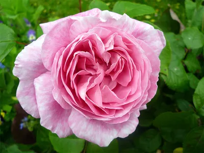 Отзывы об английской розе «Софис Роуз» (Sophy's Rose) | Точка  соприкосновения | Дзен