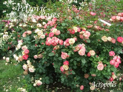 Саженцы розы Софи Роуз (Sophy's Rose) в Москве цены от 370 руб. , купить  саженцы Софи Роуз (Sophy's Rose) и другие английские розы почтой России! -  КустыРоз.РФ