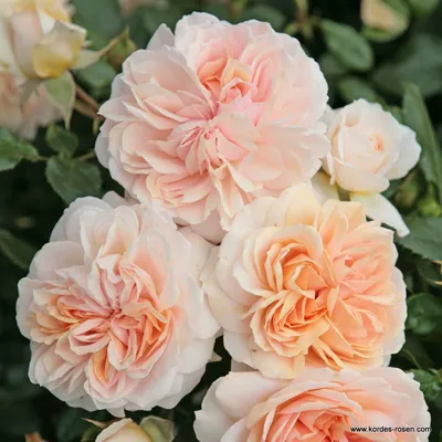 Купить саженцы розы Вольфганг фон Гёте Роуз/Johann Wolfgang von Goethe Rose  | интернет-магазин Белая Аллея