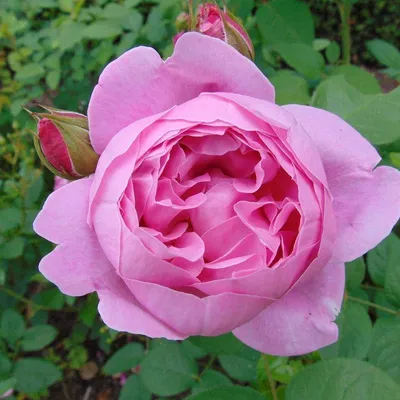 Acropolis ' Rose Photo | Rose photos, Rose, Garden