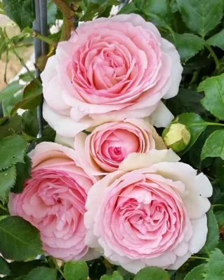 розы #классификацияроз | Дизайн розового сада, Небольшие цветники,  Английская роза