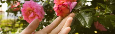 Роза плетистая Эден Роуз купить саженцы почтой по низкой цене в  интернет-магазине при питомнике - «Крымский фрукт»