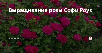 Английские розы | купить саженцы сортов для Украины