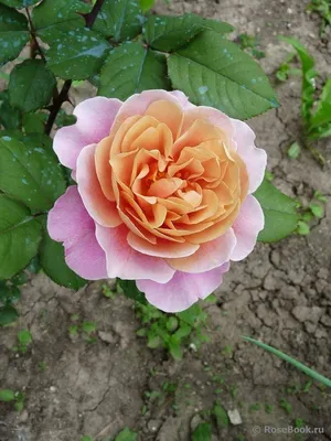 Скидки до 30% на избранные сорта роз | Интернет-магазин садовых растений