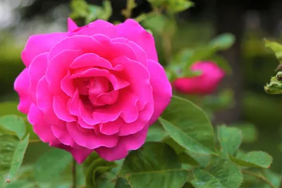 Выращивание розы Софи Роуз | VseOlady.ru | Дзен