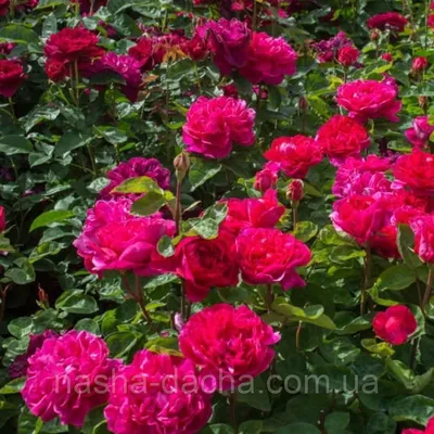 Купить саженцы розы Крокус Роуз/Crocus Rose | интернет-магазин Белая Аллея