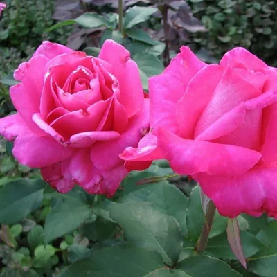 Роза Софи Роуз - красивые фото