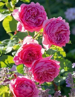 Роза Софи Лорен - описание, фото, особенности ухода, посадка | Блог о  цветах Виафлор