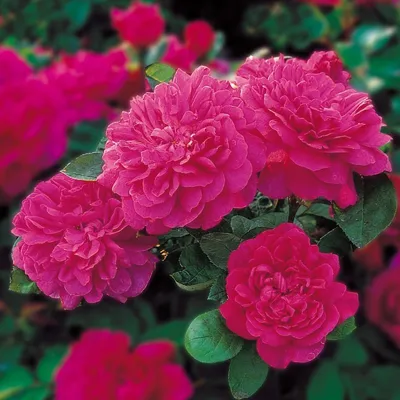 Пионовидная роза Софи Лорен | купить недорого | доставка по Москве и области