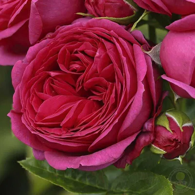 25 пионовидных роз Софи Лорен | доставка по Москве и области