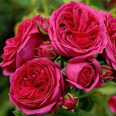101 пионовидная роза Софи Лорен | доставка по Москве и области