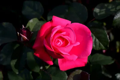 Букет из 51 розы Софи Лорен 🌺 купить в Киеве с доставкой - цена от Камелия