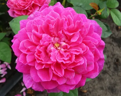 Пионовидная роза Софи Лорен | купить недорого | доставка по Москве и области