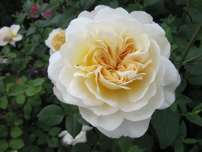 Роза английская кустовая Софи Роуз (Sophy's Rose) купить саженцы почтой из  питомника «АГРОФОНД»