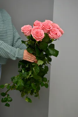 Мои розы 8 июня 2019 г. Роза Софи (Остин) - YouTube