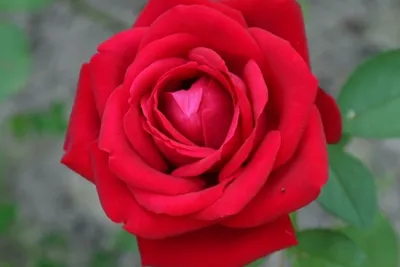Роза «Софи Лорен» – купить в Алматы по цене тенге – интернет-магазин Леруа  Мерлен Казахстан