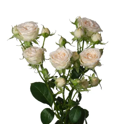 Роза София эквадор 70, Цветы и подарки в Ереване, купить по цене 1650 AMD,  Цветы поштучно в Tatev Hakobyan Flower boutique с доставкой | Flowwow