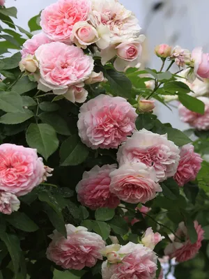 Розы моего сада. Роза Solo Mio Renaissance (Sophia Renaissance) София  Рениссанс. | Мой мир Мои розы | Дзен
