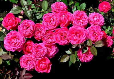 Роза Софи Лорен - описание, фото, особенности ухода, посадка | Блог о  цветах Виафлор
