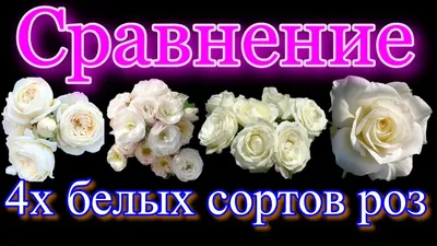 Сравнение четырёх сортов роз. Артемис, Буке Парфэ, Белый Шоколад, Маруся. |  Белый шоколад, Шоколад, Розы