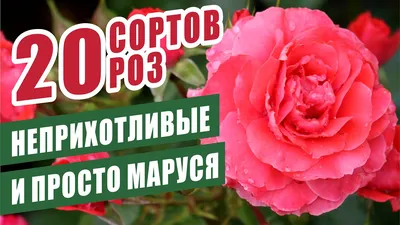 НЕПРИХОТЛИВЫЕ СОРТА РОЗ... И ПРОСТО \"МАРУСЯ\") #розы #розывсаду #цветениероз  #счастливыйсадовод - YouTube