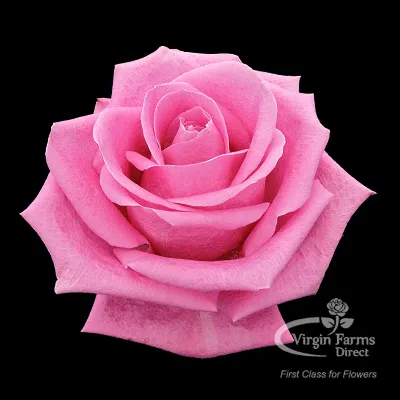 Soulmate Rose - Virgin Farms | First Class for Flowers