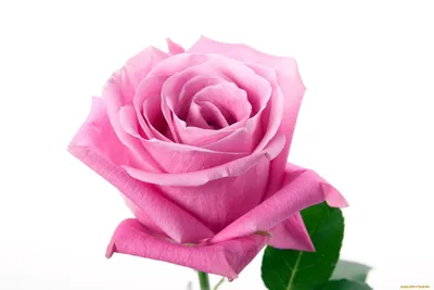 ▷ Rosa Soulmate Ecuador - Fincas de rosas