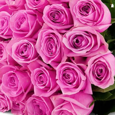 Soulmate' Pink Roses The Rosarium - Premium Flower Delivery Vaughan Toronto  Thornhill Mississauga