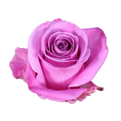 Rose Soulmate - 100 Stems – PetalDriven