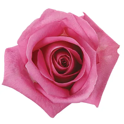 Rose Soulmate | Cut Roses | Flower Suppliers Wholesale Flowers Direct