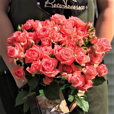 Роза спрей Барбадос (Barbados) саженцы с ЗКС. Купить от 800 руб. в Москве -  питомник Московские Розы
