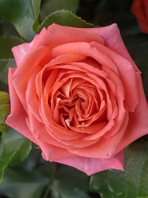 Bouquet 'Spray rose' - order and send for 32 $ with same day delivery -  MyGlobalFlowers