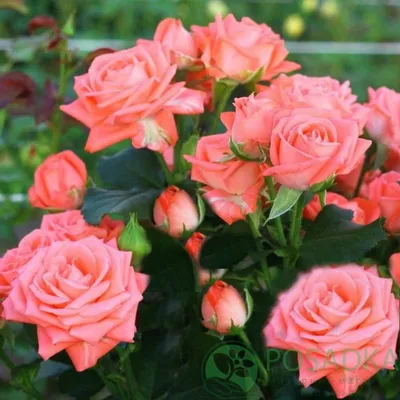 Роза спрей Барбадос - саженцы роз в Posadka