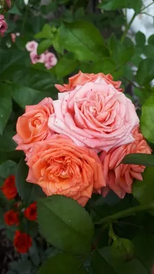 МЕЛКОЦВЕТКОВАЯ (СПРЕЙ) РОЗА BARBADOS: купить саженцы мелкоцветковой розы  barbados почтой | PLOD.UA