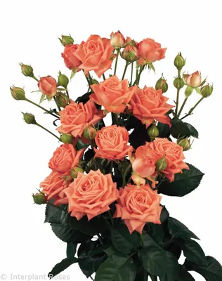 Barbados® - Interplant Roses